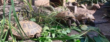 Testudo Soil Baby 25 л террариумный субстрат для греческой черепахи