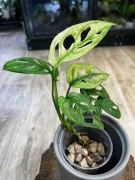 Monstera adansonii variegata
