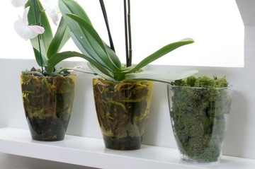 КРЫШКА ДЛЯ ОРХИДЕИ ЦВЕТОЧНЫЙ ГОРШОК ПЛАСТИКОВЫЕ РАСТЕНИЯ 12 СМ ПРОЗРАЧНЫЙ