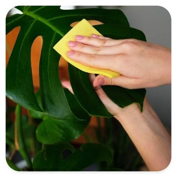 PLANT FLOWER LEAF GLOSSEN 250мл Букет Спрей GLOSS Полировка
