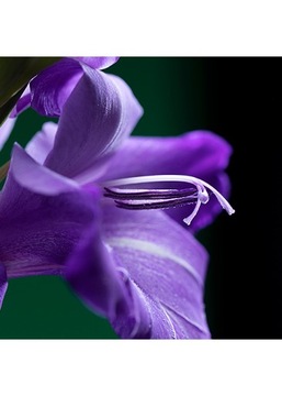 Макротелефонный объектив 0,45 широкоугольный x12