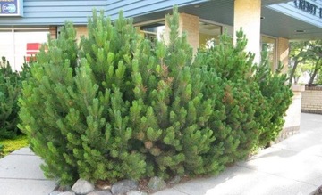 Sosna górska MUGHUS Sosna kosodrzewina MUGO MUGHUS DUŻA SOSNA 120cm