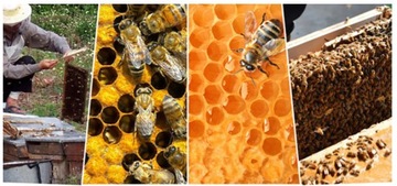 БОЛЬШОЙ КОМПЛЕКТ ДЛЯ ВЫРАЩИВАНИЯ ПЧЕЛИНОК