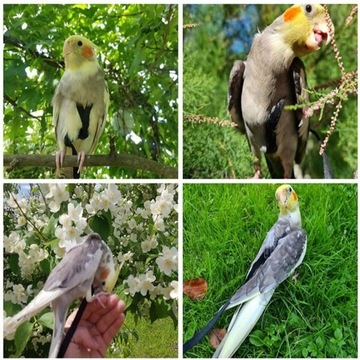 Шлейка/поводок для попугая, размер S