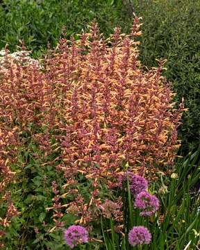 Kłosowiec Agastache Mango Tango, superpachnący kwitnący do przymrozków