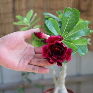 Ладан «Роза пустыни» с ароматом Adenium obesum Kad