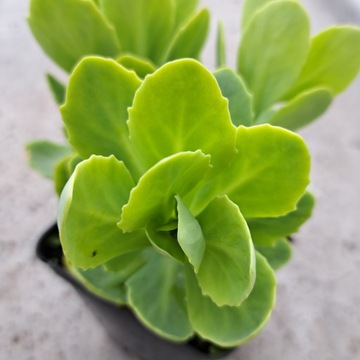 Седум Spectacular Pink Brillant Sedum Spectabile Многолетние растения