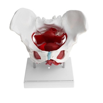 Medyczny anatomiczny model miednicy żeńskiej ze