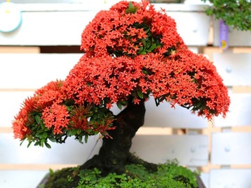 Подарочный набор ко Дню матери: африканские огненные деревья бонсай на День матери