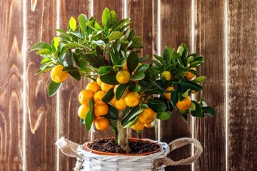 Аппликатор Agrecol Citrus Strong 30мл для цитрусовых