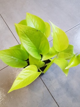 Epipremnum 'Golden Pothos' Filodendron