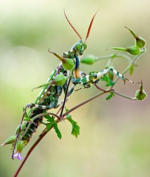 Blepharopsis mendica L4 Пустынный богомол
