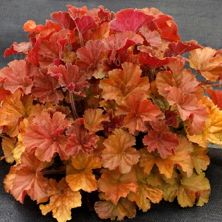 żurawka Heuchera NORTHERN EXPOSURE AMBER