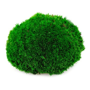 Микроклимат лесной в баночке, ОРИГИНАЛЬНЫЙ набор.