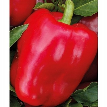 Papryka Roberta F1 nasiona 0,2 g Legutko