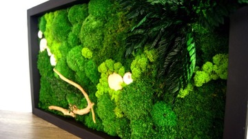 Изображение растений подушечного мха, стабилизированное 100/50