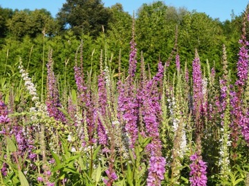 KRWAWNICA HAPPY LIGHTS Lythrum salicaria
