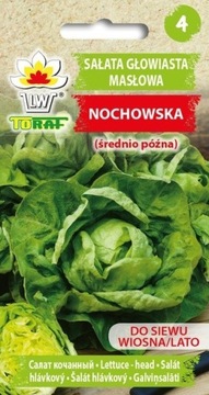 Sałata masłowa Nochowska Średnio-Późna Nasiona 2g