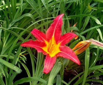 Liliowiec AUTUMN RED CZERWONE KWIATY DO OGRODU