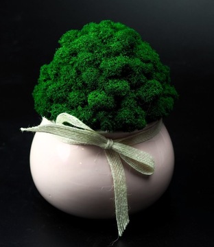 Мох в горшке МИКРОКЛИМАТ БОЧКИ