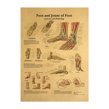 Plakat Anatomia i urazy stopy i stawu skokowego -