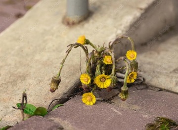 Roundup Plus 360 SL 1L RANDAP Weeds Средство от сорняков кисейника