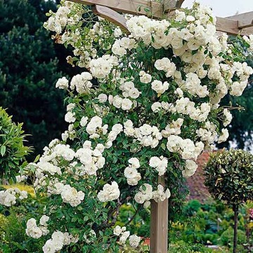 Высокая, белая, ароматная плетистая роза.