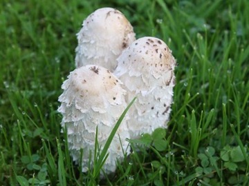 Жидкий мицелий CZERNIDŁAK 10мл