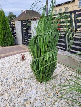 Каменный валун Белая Марианна зернистостью 16-32 бесплатно.