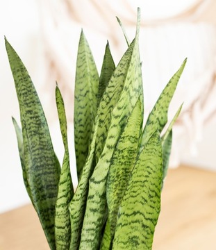 Sansewieria Zeylanica WĘŻOWICA Sansevieria M