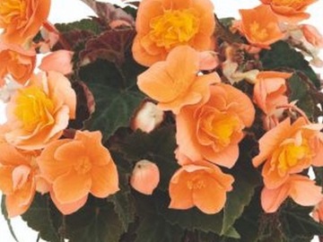 Begonia Bellissa Orange P11 pomarańczowa półpełne kwiaty