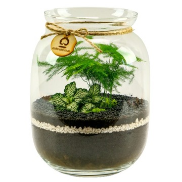 Микроклимат Лес в банке, высота 23 см, СПАРЖА.
