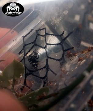 МУЖЧИНА King Jumping Cub Phidippus regius SOROA L6/L7 + сетка или тепловой пакет