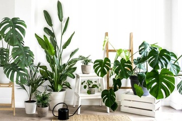 ЗЕМЛЯНЫЕ МОНСТРЫ STRELITIA FICUUS PHILODENDRON PALM