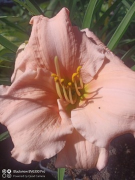 Liliowiec Hemerocallis On and On Śliczne Kwiaty