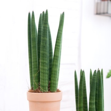 Sansevieria Cylindrica Roślina ODPORNA NA ZAPOMINALSKICH Zielona Sanseweria