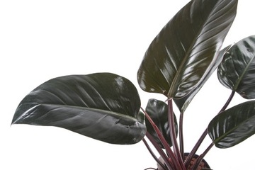 Полировщик листьев 250 Блеск растений ЭФФЕКТИВНЫЙ