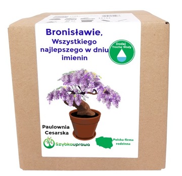 Zestaw BONSAI paulownia cesars imieniny Bronisława