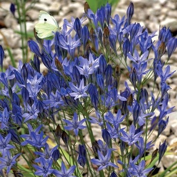 hiacynt Brodiaea Koningin Fabiola 5 szt.