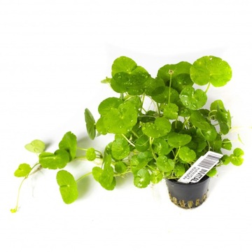 Hydrocotyle leucocephala (Koszyk Ø 5,5cm )