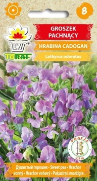 Groszek pachnący Hrabina Cadogan - nasiona 1g