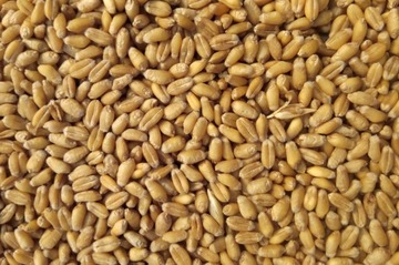 PSZENICA PASZA ZIARNO KARMA DLA KUR PTAKÓW 25KG