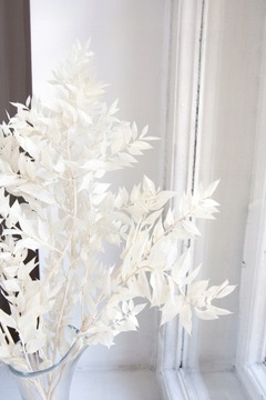 RUSKUS BIELONY RUSZCZYK do wazonu RUSCUS suszony