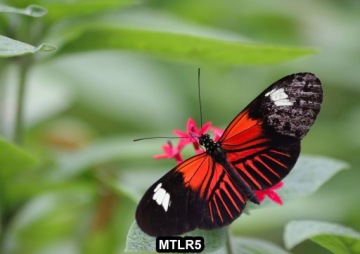 Торт Вафельный БАБОЧКИ БАБОЧКИ ЦВЕТЫ Вафельный А4