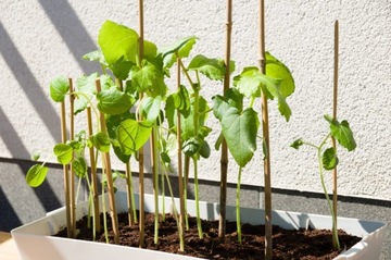 Tyczka bambusowa 120 cm 8/10 mm /100 szt/, podpora