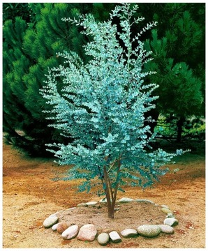 Mrozoodporny Niebieski Eukaliptus Tasmański Gunnii do -18 C nasiona 5 sztuk