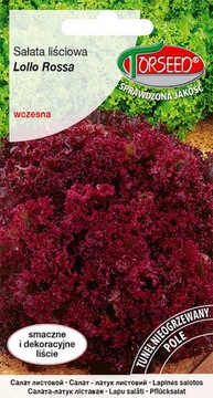 Sałata liściowa Lollo Rossa 0,5g nasiona Torseed
