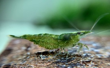ЗЕЛЕНАЯ Креветка Neocaridina Green Jade