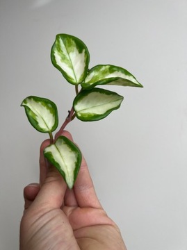 HOYA CARNOSA TRICOLOR|SADZONKA ROŚLINY