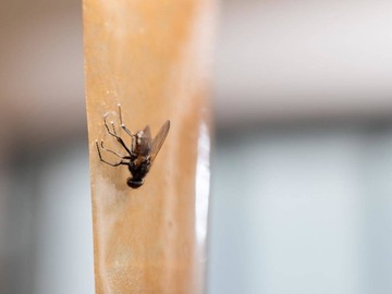 BROS FLAT PARTY ДЛЯ МУХ, КОМАРОВ, НАСЕКОМЫХ, НАБОР 10 шт.